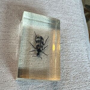 Vintage Clear Resin Insect Display